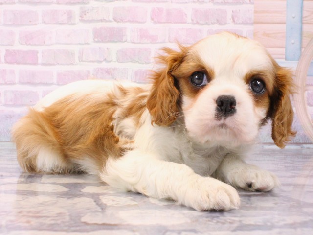 兵庫県のキャバリアキングチャールズスパニエル (Coo&RIKU神戸垂水店/2025年12月17日生まれ/男の子/ブレンハイム)の子犬の2枚目の画像