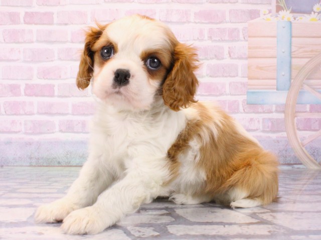 兵庫県のキャバリアキングチャールズスパニエル (Coo&RIKU神戸垂水店/2025年12月17日生まれ/男の子/ブレンハイム)の子犬の3枚目の画像