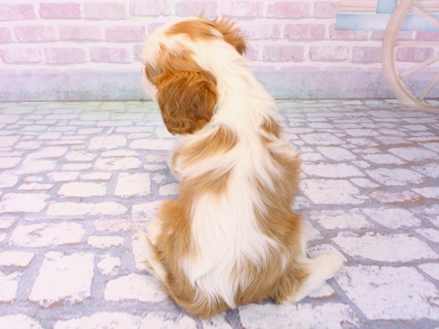 兵庫県のキャバリアキングチャールズスパニエル (Coo&RIKU神戸垂水店/2025年12月17日生まれ/男の子/ブレンハイム)の子犬の4枚目の画像