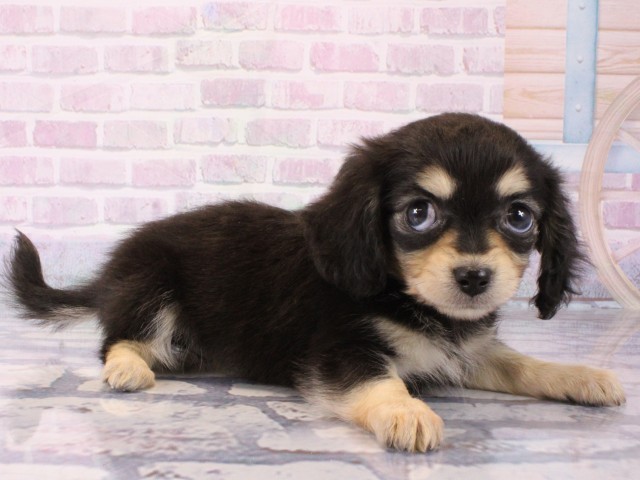 大阪府のチワックス(チワワ×ダックス) (Coo&RIKU城東古市店/2025年12月16日生まれ/女の子/ブラッククリーム)の子犬の2枚目の画像