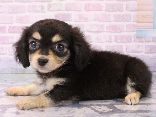 大阪府のチワックス(チワワ×ダックス) (Coo&RIKU城東古市店/2025年12月16日生まれ/女の子/ブラッククリーム)の子犬の3枚目の画像