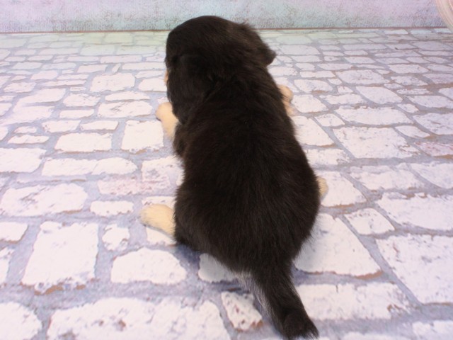 大阪府のチワックス(チワワ×ダックス) (Coo&RIKU城東古市店/2025年12月16日生まれ/女の子/ブラッククリーム)の子犬の4枚目の画像