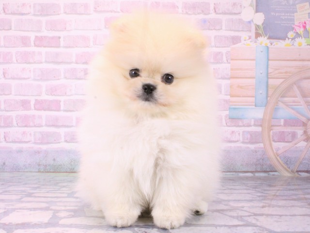 兵庫県のポメラニアン (Coo&RIKU神戸垂水店/2025年12月18日生まれ/男の子/クリーム)の子犬の1枚目の画像