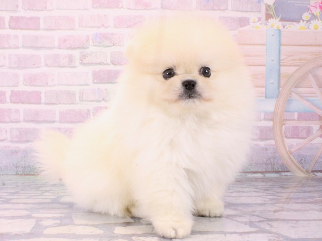 兵庫県のポメラニアン (Coo&RIKU神戸垂水店/2025年12月18日生まれ/男の子/クリーム)の子犬の2枚目の画像
