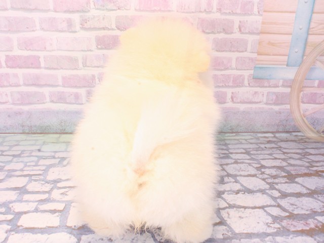 兵庫県のポメラニアン (Coo&RIKU神戸垂水店/2025年12月18日生まれ/男の子/クリーム)の子犬の4枚目の画像