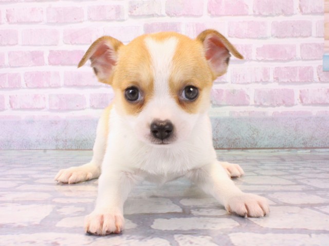 京都府のチワワ(スムース) (Coo&RIKU舞鶴店/2025年12月17日生まれ/女の子/パーティーカラー)の子犬の1枚目の画像