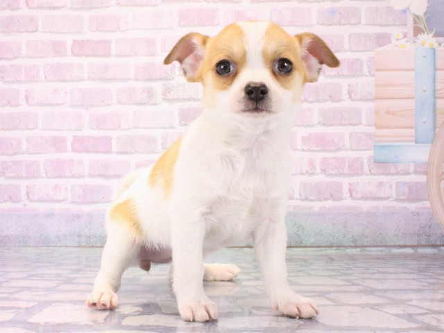 京都府のチワワ(スムース) (Coo&RIKU舞鶴店/2025年12月17日生まれ/女の子/パーティーカラー)の子犬の2枚目の画像