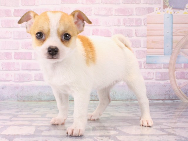 京都府のチワワ(スムース) (Coo&RIKU舞鶴店/2025年12月17日生まれ/女の子/パーティーカラー)の子犬の3枚目の画像