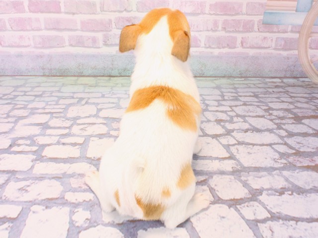 京都府のチワワ(スムース) (Coo&RIKU舞鶴店/2025年12月17日生まれ/女の子/パーティーカラー)の子犬の4枚目の画像