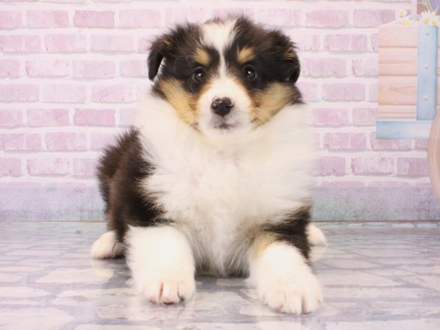 京都府のシェットランドシープドッグ (Coo&RIKU京都店/2025年12月18日生まれ/男の子/ブラックタンホワイト)の子犬の1枚目の画像