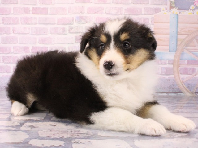 京都府のシェットランドシープドッグ (Coo&RIKU京都店/2025年12月18日生まれ/男の子/ブラックタンホワイト)の子犬の2枚目の画像