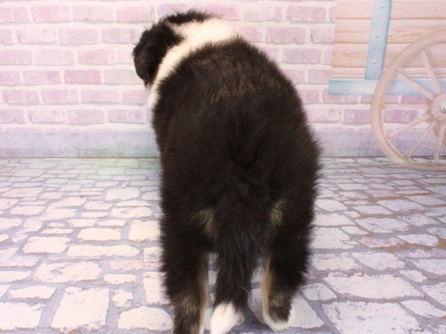 京都府のシェットランドシープドッグ (Coo&RIKU京都店/2025年12月18日生まれ/男の子/ブラックタンホワイト)の子犬の4枚目の画像