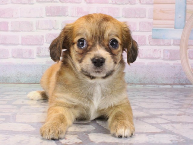 兵庫県のチワックス(チワワ×ダックス) (Coo&RIKU伊丹店/2025年12月17日生まれ/男の子/レッド)の子犬の1枚目の画像