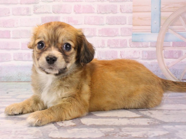 兵庫県のチワックス(チワワ×ダックス) (Coo&RIKU伊丹店/2025年12月17日生まれ/男の子/レッド)の子犬の3枚目の画像