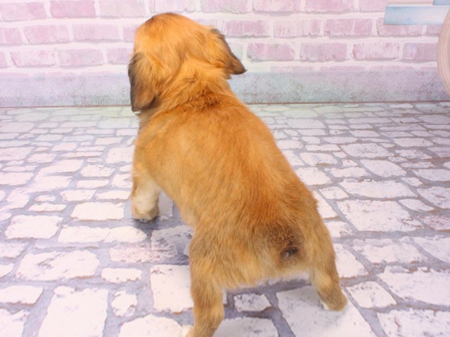 兵庫県のチワックス(チワワ×ダックス) (Coo&RIKU伊丹店/2025年12月17日生まれ/男の子/レッド)の子犬の4枚目の画像