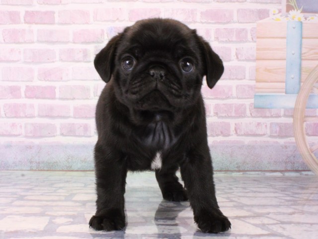 大阪府のパグ (Coo&RIKU天王寺店/2025年12月17日生まれ/男の子/ブラック)の子犬の1枚目の画像