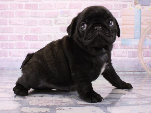 大阪府のパグ (Coo&RIKU天王寺店/2025年12月17日生まれ/男の子/ブラック)の子犬の2枚目の画像