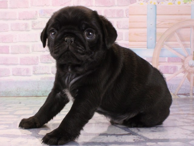 大阪府のパグ (Coo&RIKU天王寺店/2025年12月17日生まれ/男の子/ブラック)の子犬の3枚目の画像