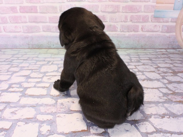 大阪府のパグ (Coo&RIKU天王寺店/2025年12月17日生まれ/男の子/ブラック)の子犬の4枚目の画像