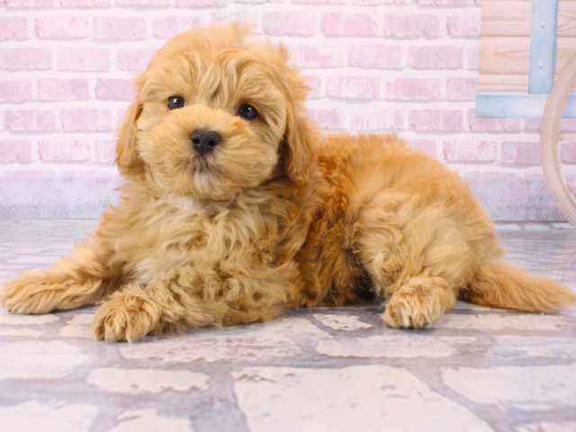 大阪府のマルプー(マルチーズ×プードル) (Coo&RIKU茶屋町店/2025年12月15日生まれ/女の子/クリームホワイト)の子犬の2枚目の画像