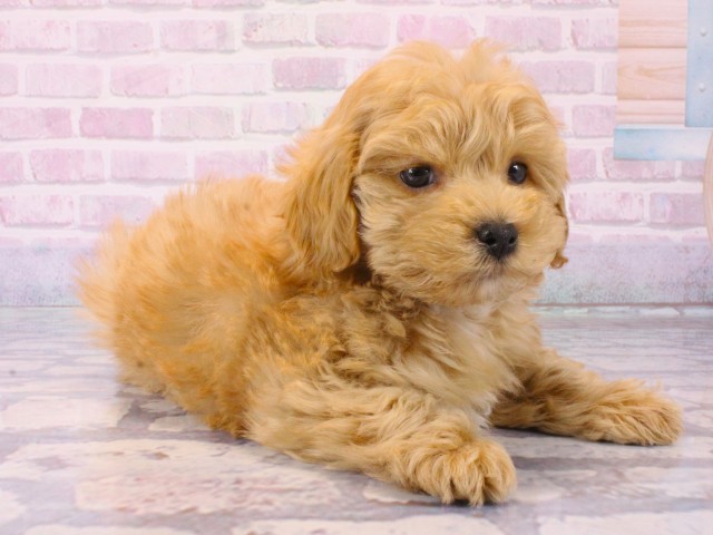 大阪府のマルプー(マルチーズ×プードル) (Coo&RIKU茶屋町店/2025年12月15日生まれ/女の子/クリームホワイト)の子犬の3枚目の画像