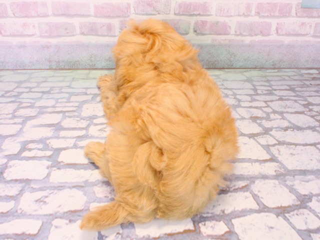 大阪府のマルプー(マルチーズ×プードル) (Coo&RIKU茶屋町店/2025年12月15日生まれ/女の子/クリームホワイト)の子犬の4枚目の画像