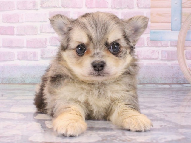 大阪府のポメチワ/チワポメ/ポメチー(ポメラニアン×チワワ) (Coo&RIKU天王寺店/2025年12月18日生まれ/男の子/ブルーマール)の子犬の1枚目の画像