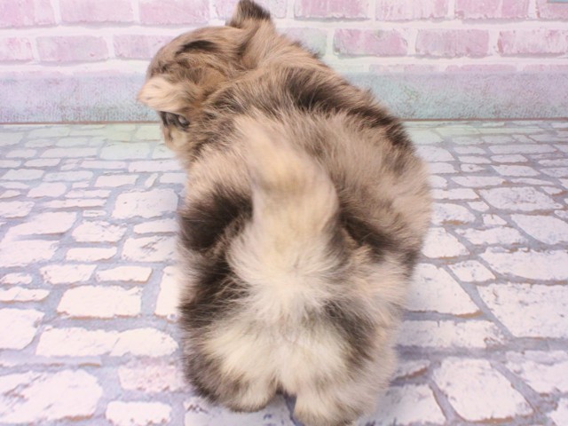 大阪府のポメチワ/チワポメ/ポメチー(ポメラニアン×チワワ) (Coo&RIKU天王寺店/2025年12月18日生まれ/男の子/ブルーマール)の子犬の4枚目の画像