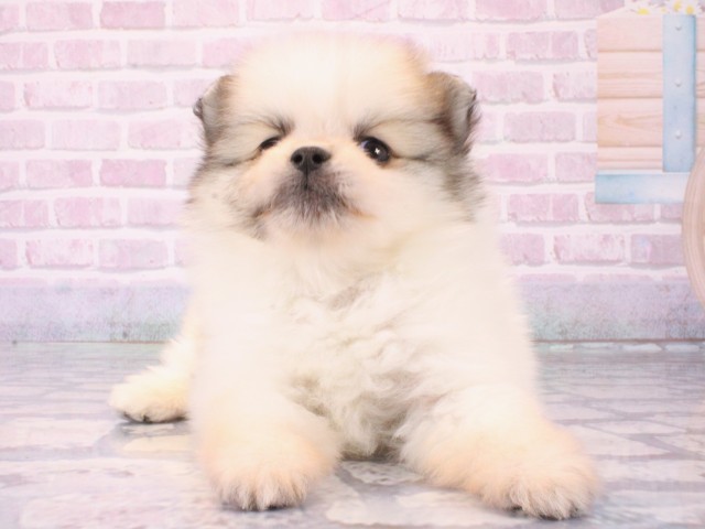 大阪府のポメラニアン (Coo&RIKU阿倍野店/2025年12月17日生まれ/男の子/パーティーカラー)の子犬の1枚目の画像