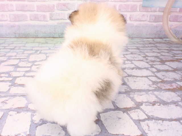 大阪府のポメラニアン (Coo&RIKU阿倍野店/2025年12月17日生まれ/男の子/パーティーカラー)の子犬の4枚目の画像