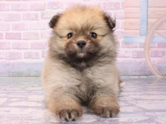 兵庫県のポメラニアン (Coo&RIKU丹波店/2025年12月17日生まれ/男の子/ウルフセーブル)の子犬の1枚目の画像