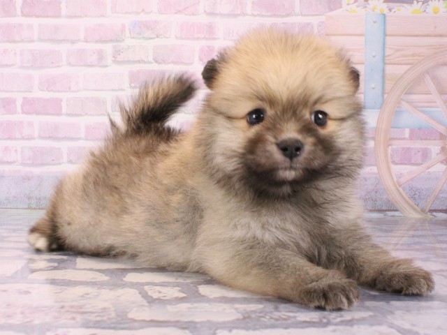 兵庫県のポメラニアン (Coo&RIKU丹波店/2025年12月17日生まれ/男の子/ウルフセーブル)の子犬の2枚目の画像
