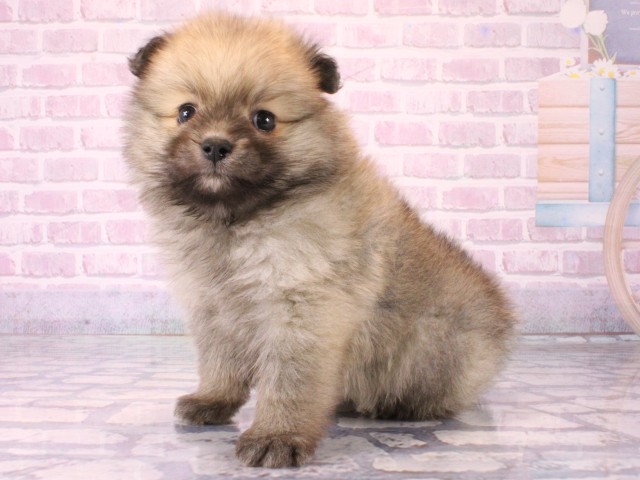 兵庫県のポメラニアン (Coo&RIKU丹波店/2025年12月17日生まれ/男の子/ウルフセーブル)の子犬の3枚目の画像