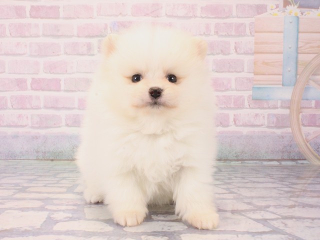 大阪府のポメラニアン (Coo&RIKU心斎橋店/2025年12月18日生まれ/女の子/クリーム)の子犬の1枚目の画像