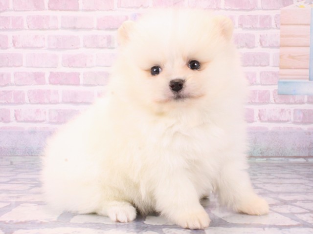 大阪府のポメラニアン (Coo&RIKU心斎橋店/2025年12月18日生まれ/女の子/クリーム)の子犬の2枚目の画像