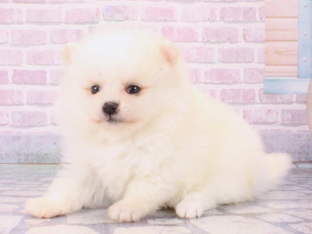 大阪府のポメラニアン (Coo&RIKU心斎橋店/2025年12月18日生まれ/女の子/クリーム)の子犬の3枚目の画像