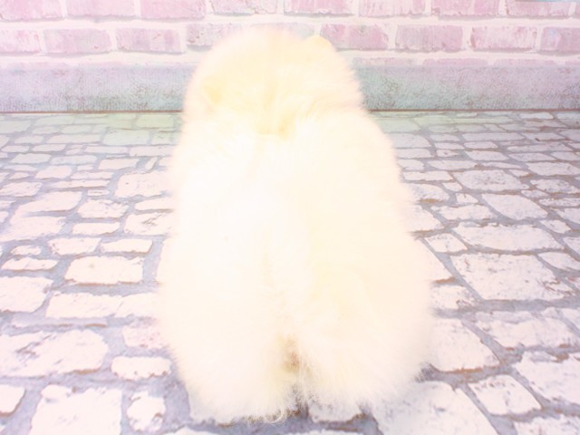 大阪府のポメラニアン (Coo&RIKU心斎橋店/2025年12月18日生まれ/女の子/クリーム)の子犬の4枚目の画像