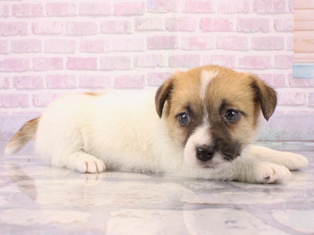 奈良県のジャックラッセルテリア (Coo&RIKU奈良新庄店/2025年12月15日生まれ/女の子/タンホワイト)の子犬の2枚目の画像