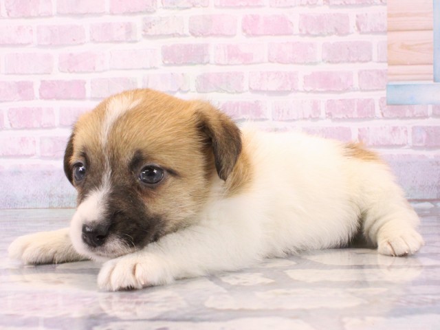 奈良県のジャックラッセルテリア (Coo&RIKU奈良新庄店/2025年12月15日生まれ/女の子/タンホワイト)の子犬の3枚目の画像