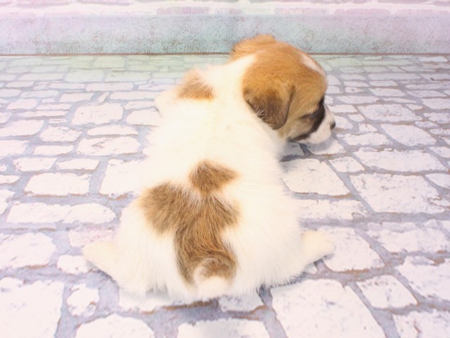 奈良県のジャックラッセルテリア (Coo&RIKU奈良新庄店/2025年12月15日生まれ/女の子/タンホワイト)の子犬の4枚目の画像