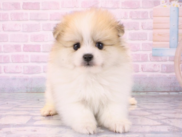 大阪府のポメラニアン (Coo&RIKU天王寺店/2025年12月15日生まれ/女の子/パーティーカラー)の子犬の1枚目の画像