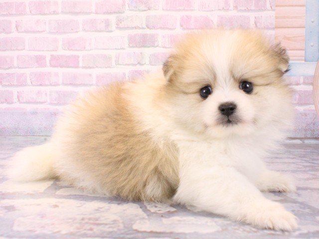 大阪府のポメラニアン (Coo&RIKU天王寺店/2025年12月15日生まれ/女の子/パーティーカラー)の子犬の2枚目の画像