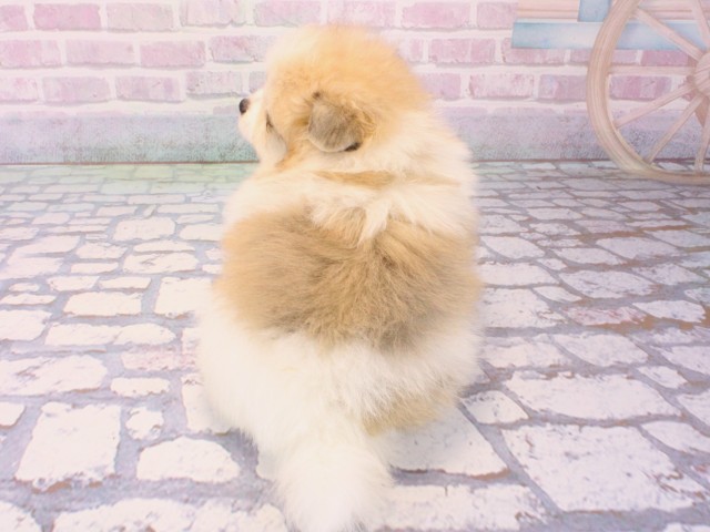 大阪府のポメラニアン (Coo&RIKU天王寺店/2025年12月15日生まれ/女の子/パーティーカラー)の子犬の4枚目の画像