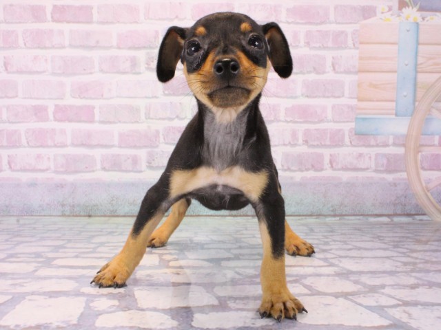 兵庫県のミニチュアピンシャー (Coo&RIKU伊丹店/2025年12月16日生まれ/女の子/ブラックタン)の子犬