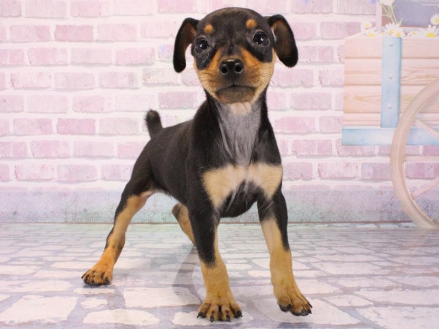 兵庫県のミニチュアピンシャー (Coo&RIKU伊丹店/2025年12月16日生まれ/女の子/ブラックタン)の子犬の2枚目の画像