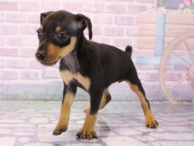 兵庫県のミニチュアピンシャー (Coo&RIKU伊丹店/2025年12月16日生まれ/女の子/ブラックタン)の子犬の3枚目の画像