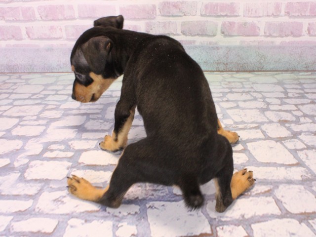 兵庫県のミニチュアピンシャー (Coo&RIKU伊丹店/2025年12月16日生まれ/女の子/ブラックタン)の子犬の4枚目の画像