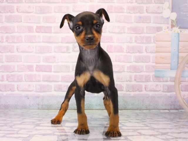 兵庫県のミニチュアピンシャー (Coo&RIKU神戸垂水店/2025年12月17日生まれ/女の子/ブラックタン)の子犬の1枚目の画像