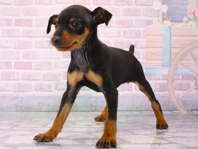 兵庫県のミニチュアピンシャー (Coo&RIKU神戸垂水店/2025年12月17日生まれ/女の子/ブラックタン)の子犬の2枚目の画像