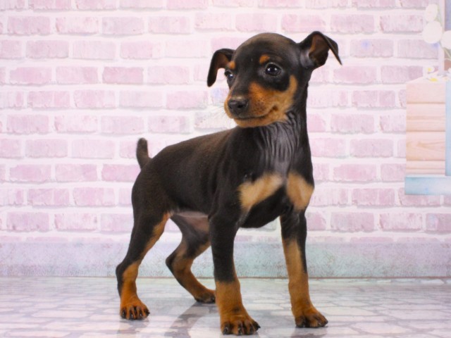 兵庫県のミニチュアピンシャー (Coo&RIKU神戸垂水店/2025年12月17日生まれ/女の子/ブラックタン)の子犬の3枚目の画像